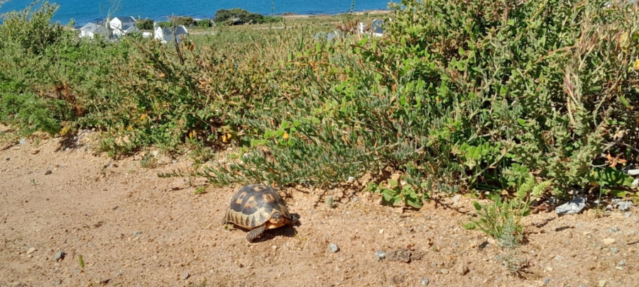 0 Bedroom Property for Sale in St Helena Views Western Cape